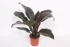 Philodendron Imperial Red (Gatenplant), pot 24 cm, h 80 cm - afbeelding 2