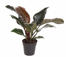 Philodendron Imperial Red (Gatenplant), pot 24 cm, h 80 cm - afbeelding 1