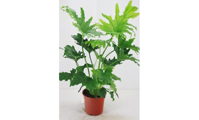 Philodendron Little Hope(Gatenplant), pot 17 cm, h 60 cm