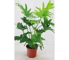 Philodendron Little Hope(Gatenplant), pot 17 cm, h 60 cm