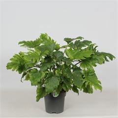 philodendron little hope, pot 21 cm, h 60 cm