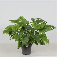 philodendron little hope, pot 21 cm, h 60 cm