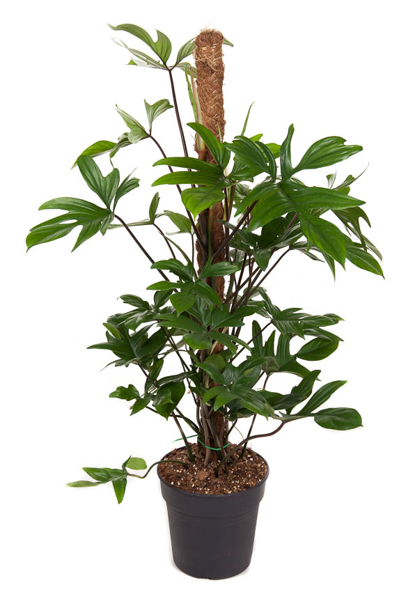 Philodendron Pedatum mosstok(Gatenplant), pot 21 cm, h 100 cm