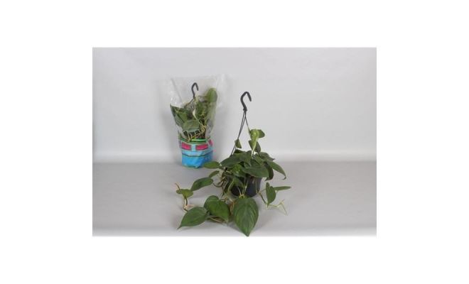 Philodendron scandens(Gatenplant), pot 15 cm, h 40 cm