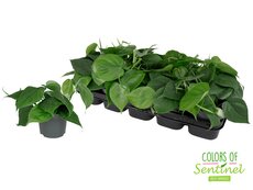 Philodendron scandens, pot 15 cm, h 15 cm