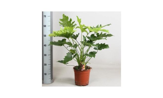 Philodendron Selloum Hope(Gatenplant)