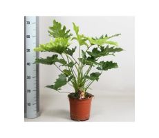 Philodendron Selloum Hope(Gatenplant)