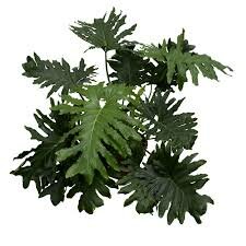 philodendron selloum  p27  h100