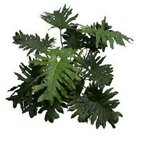 philodendron selloum p27 h100