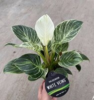 Philodendron white veins, pot 12 cm, h 30 cm