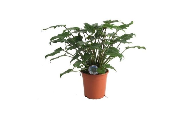 Philodendron Xanadu (Gatenplant), pot 17 cm, h 45 cm - afbeelding 1