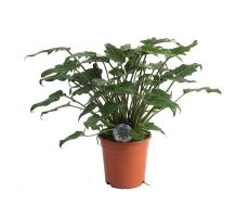 Philodendron Xanadu (Gatenplant), pot 17 cm, h 45 cm - afbeelding 1