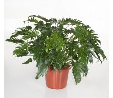 Philodendron Xanadu (Gatenplant), pot 17 cm, h 45 cm - afbeelding 2