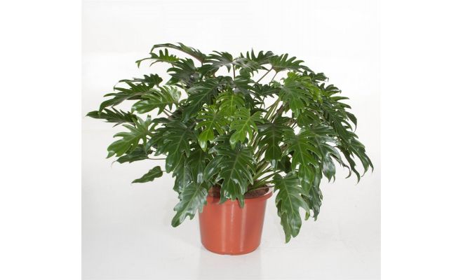 Philodendron Xanadu (Gatenplant), pot 19 cm, h 45 cm - afbeelding 1