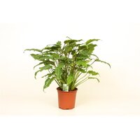 Philodendron Xanadu (Gatenplant), pot 19 cm, h 45 cm - afbeelding 2