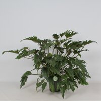 Philodendron Xanadu (Gatenplant), pot 21 cm, h 70 cm