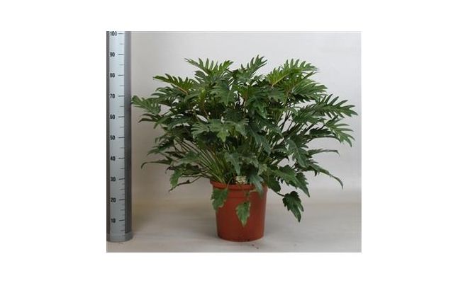 Philodendron Xanadu (Gatenplant), pot 27 cm, h 70 cm - afbeelding 1