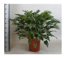 Philodendron Xanadu (Gatenplant), pot 27 cm, h 70 cm - afbeelding 1