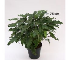 Philodendron Xanadu (Gatenplant), pot 27 cm, h 70 cm - afbeelding 2