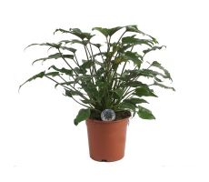 Philodendron Xanadu(Gatenplant), pot 21 cm, h 60 cm