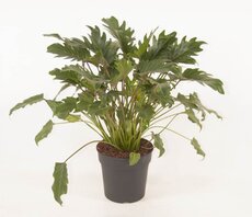 Philodendron Xanadu(Gatenplant), pot 24 cm, h 60 cm