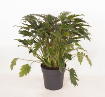Philodendron Xanadu(Gatenplant), pot 27 cm, h 70 cm