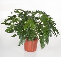 Philodendron 'Xanadu(Gatenplant) potmaat 19cm planthoogte 45cm - afbeelding 1