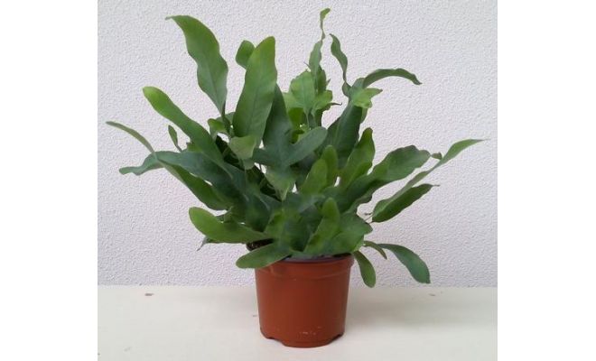 Phlebodium aureum 'Blue Star, pot 14 cm, h 45 cm