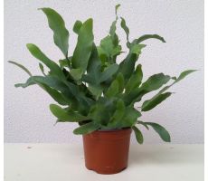 Phlebodium aureum 'Blue Star, pot 14 cm, h 45 cm