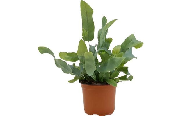 Phlebodium Aureum Blue Star, pot 17 cm