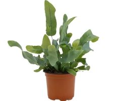 Phlebodium Aureum Blue Star, pot 17 cm