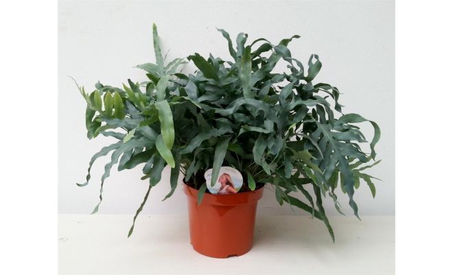 Phlebodium aureum 'Blue Star, pot 17 cm, h 50 cm