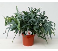 Phlebodium aureum 'Blue Star, pot 17 cm, h 50 cm