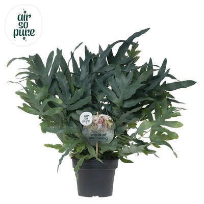 Phlebodium aureum 'Blue Star, pot 17 cm, h 50 cm