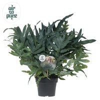 Phlebodium aureum 'Blue Star, pot 17 cm, h 50 cm