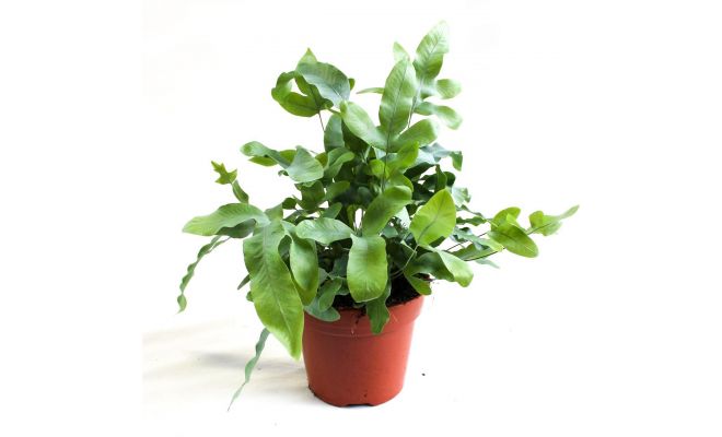 Phlebodium aureum 'Blue Star, pot 20 cm, h 60 cm