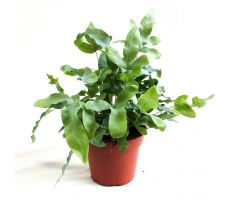 Phlebodium aureum 'Blue Star, pot 20 cm, h 60 cm