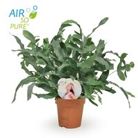 Phlebodium aureum 'Blue Star(zinkvaren), pot 12 cm, h 40 cm