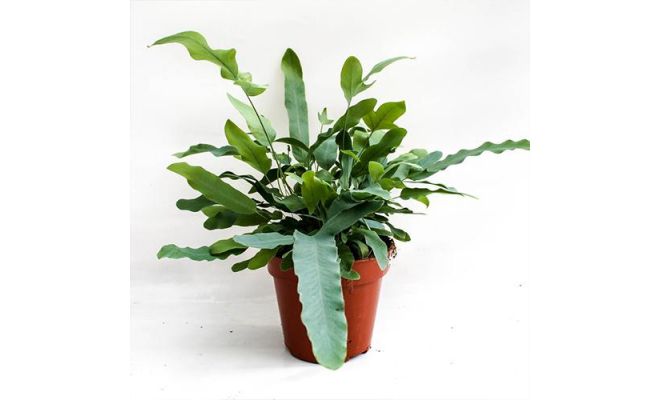 phlebodium aureum p14