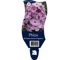 Phlox (P) Sw. Summer Fragrance P11