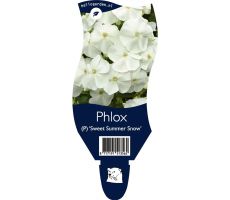 Phlox (P) Sweet Summer Snow P11