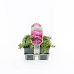 Phlox subulata 'Scarlet Flame' 6-pack - afbeelding 2