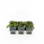 Phlox subulata 'Scarlet Flame' 6-pack - afbeelding 4