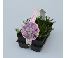 Phlox subulata 'Scarlet Flame' 6-pack - afbeelding 1