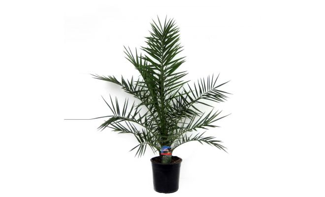 phoenix canariensis pot 19 cm, hoogte 95 cm