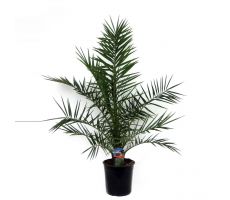 phoenix canariensis pot 19 cm, hoogte 95 cm