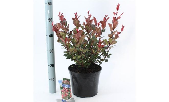 Photinia fr. 'Little Red Robin, pot 21 cm, h 70 cm