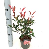 Photinia fraseri 'Carre Rouge, pot 17 cm, h 30 cm