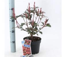 Photinia fraseri 'Carre rouge, pot 19 cm, h 40 cm - afbeelding 2