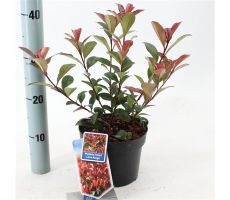 Photinia fraseri 'Carre rouge, pot 19 cm, h 40 cm - afbeelding 3